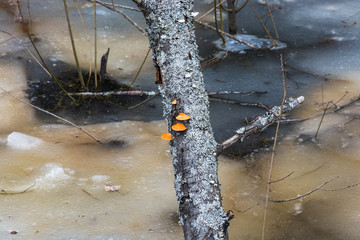 Trunk of an old tree, covered with orange mushrooms and  lichens.