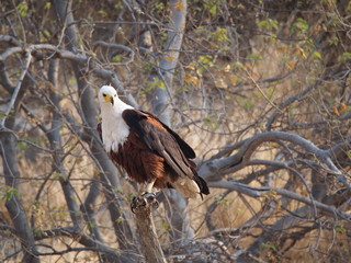 Botswana