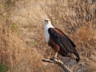 Botswana