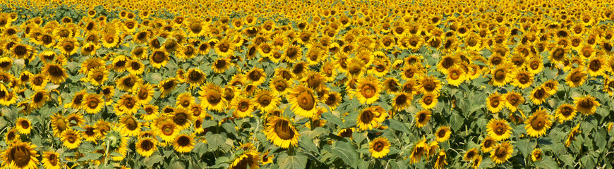 Fototapeta na wymiar Panoramic sunflower field in bloom