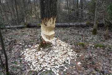 A big tree with signs of beaver activity.