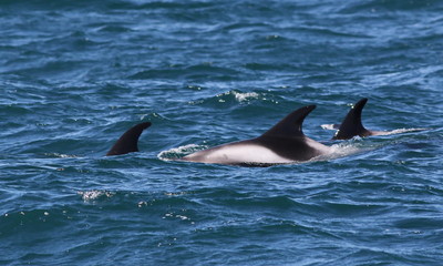Naklejka premium White-beaked dolphins (Lagenorhynchus albirostris), Iceland