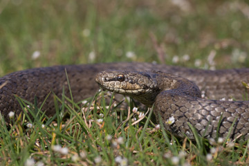Smooth snake Coronella austriaca preparing to attack. Reptile curled rings
