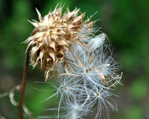 Autumn Weed Seed 