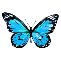 beautiful blue butterfly,watercolor,isolated on a white