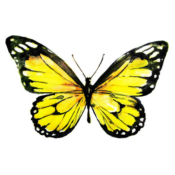 beautiful yellow butterfly,watercolor,isolated on a white