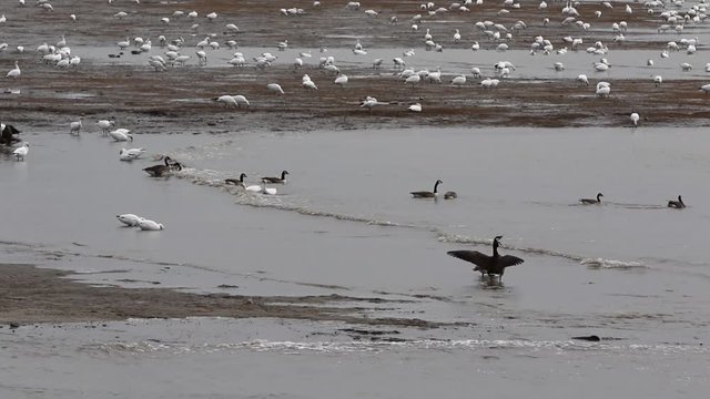 oiseaux migrateurs
