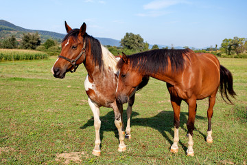Two horses on the nature background