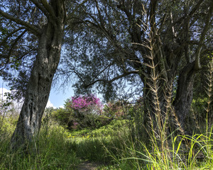 Judas tree