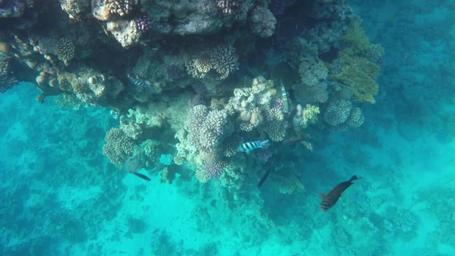 Coral reef Underwater shot. Beautiful underwater clip.