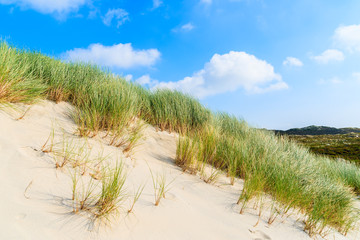 Grass on sand dunes, Sylt island, Germany