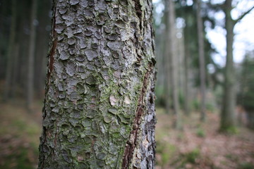 Obraz premium trees in forest