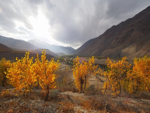 Golden Autumn In Phander Valley, Phander Lake, Ghizer District, Gilgit Baltistan, Northern Pakistan