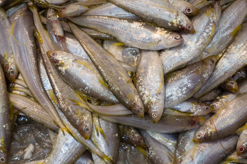 Impressionen Fischmarkt Hongkong