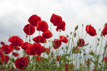 Fototapeta premium Red poppy flower at windy spring day 