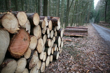 wooden logs 