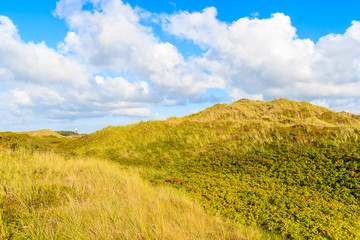 Fototapeta na wymiar Grass on sand dunes near Wenningsted beach, Sylt island, Germany