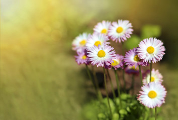 Beautiful daisy flowers in spring