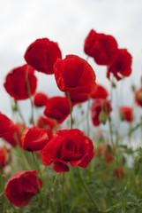 Red poppy flower at windy spring day 