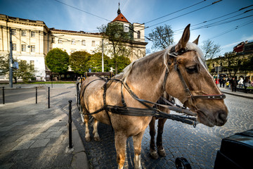 Fototapeta na wymiar horse in old city close up