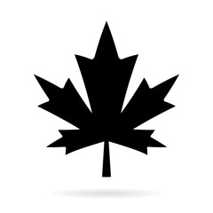 Maple leaf vector silhouette icon