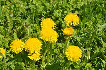 Obraz premium Dandelions in the spring meadow.