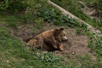 Brown bear sow standing in the Brooks River