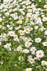 Fototapeta premium Chamomile on a green meadow.