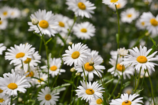 Chamomile on a green meadow.