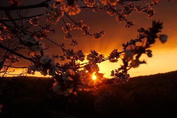 sunset landscape, flowering fruit trees, small mountains with clouds on red sky, focus