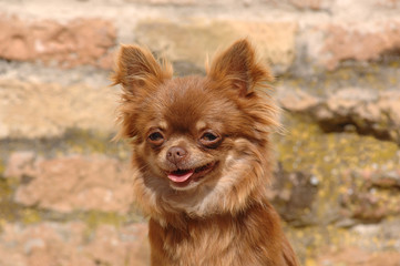 Portrait of cute chihuahua dog