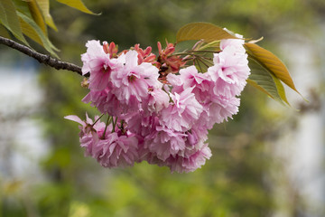 Japanische, rosa Kirschblüten im Frühling