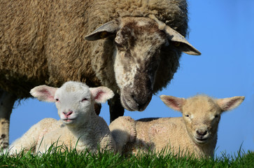 Hausschaf mit zwei Lämmern