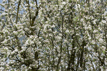 Apfelblüten im Frühling