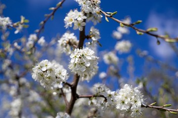 Obraz premium Spring tree flowering white blooming tree. Slovakia