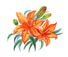 Orange lilies with buds and leaves on a white background, watercolor drawing.