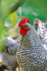 Portrait of rooster closeup on the blurry background.