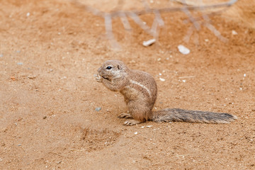 Ground Squirel eating in the zoo