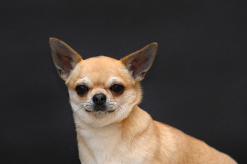 Portrait of cute chihuahua dog