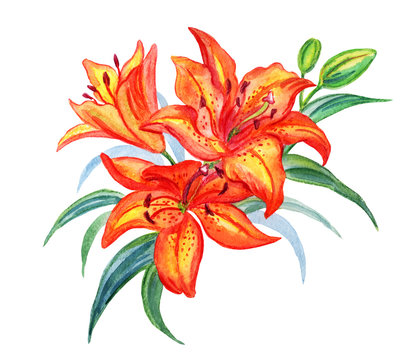 Orange lilies with buds and leaves on a white background, watercolor drawing.