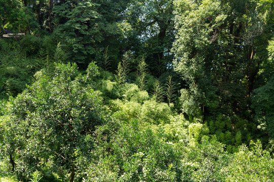 Fototapeta A tropical forest
