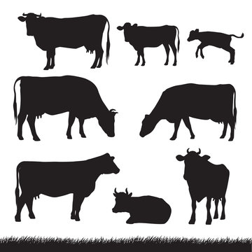 Silhouettes of grass, caws and baby cows in different poses isolated on white background