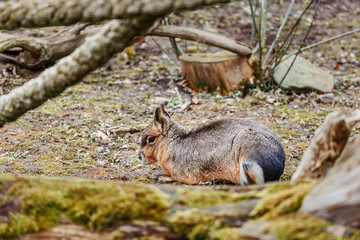 Patagonian mara resting on the ground