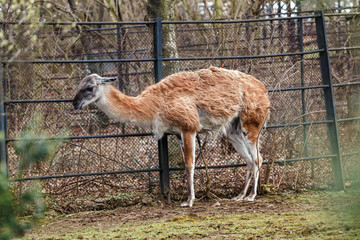 Young guanaco in a zoo