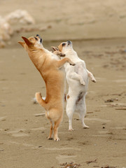 Two cute chihuahua dogs on the beach