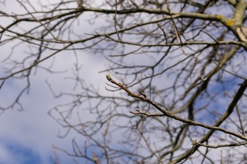 Tree branches. Slovakia