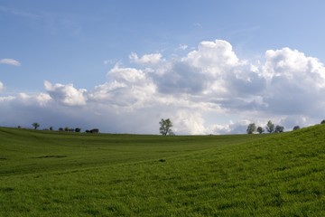 Meadow with trees on a horizon. Slovakia