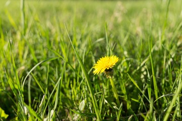 Yellow dandelion in the grass. Slovakia
