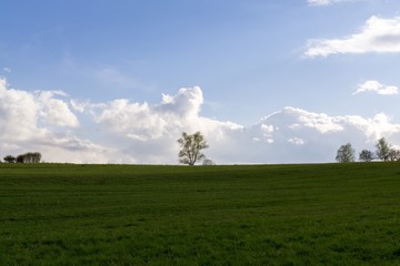 Fototapeta na wymiar Meadow with trees on a horizon. Slovakia