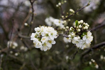Spring tree flowering. Slovakia